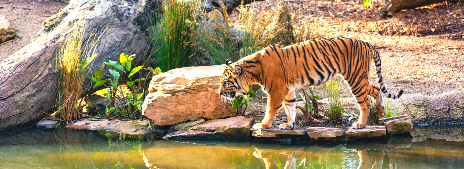 The Jungle Safari