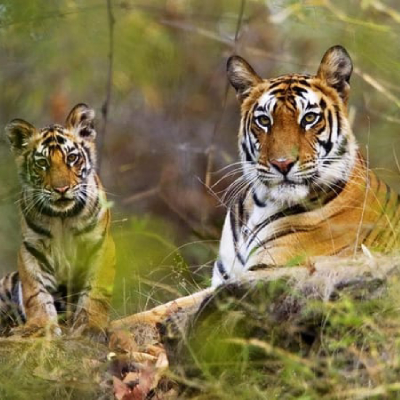 Keoladeo Ghana National Park