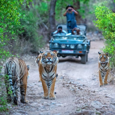 Ranthambore National Park