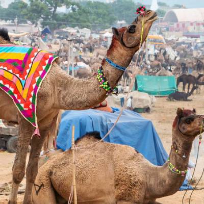 Pushkar Camel fair