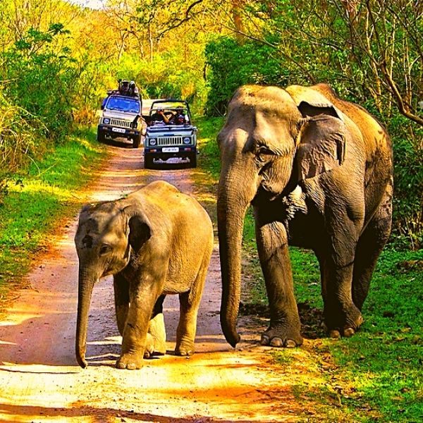 The Jungal Safari